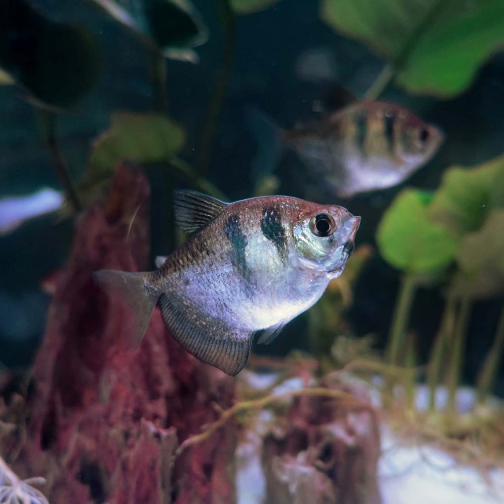 aquarium_eau_douce_thonon_evian_chablais