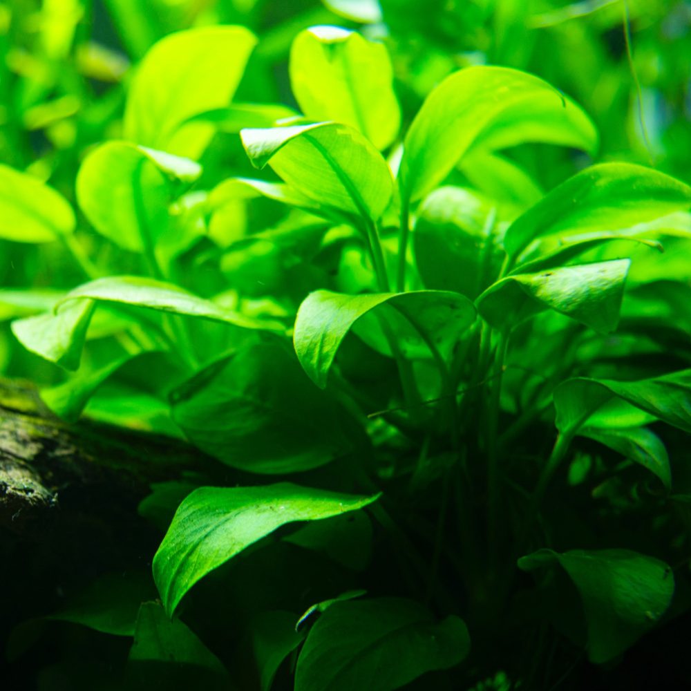 nature-aquatique-aquarium-haute-savoie