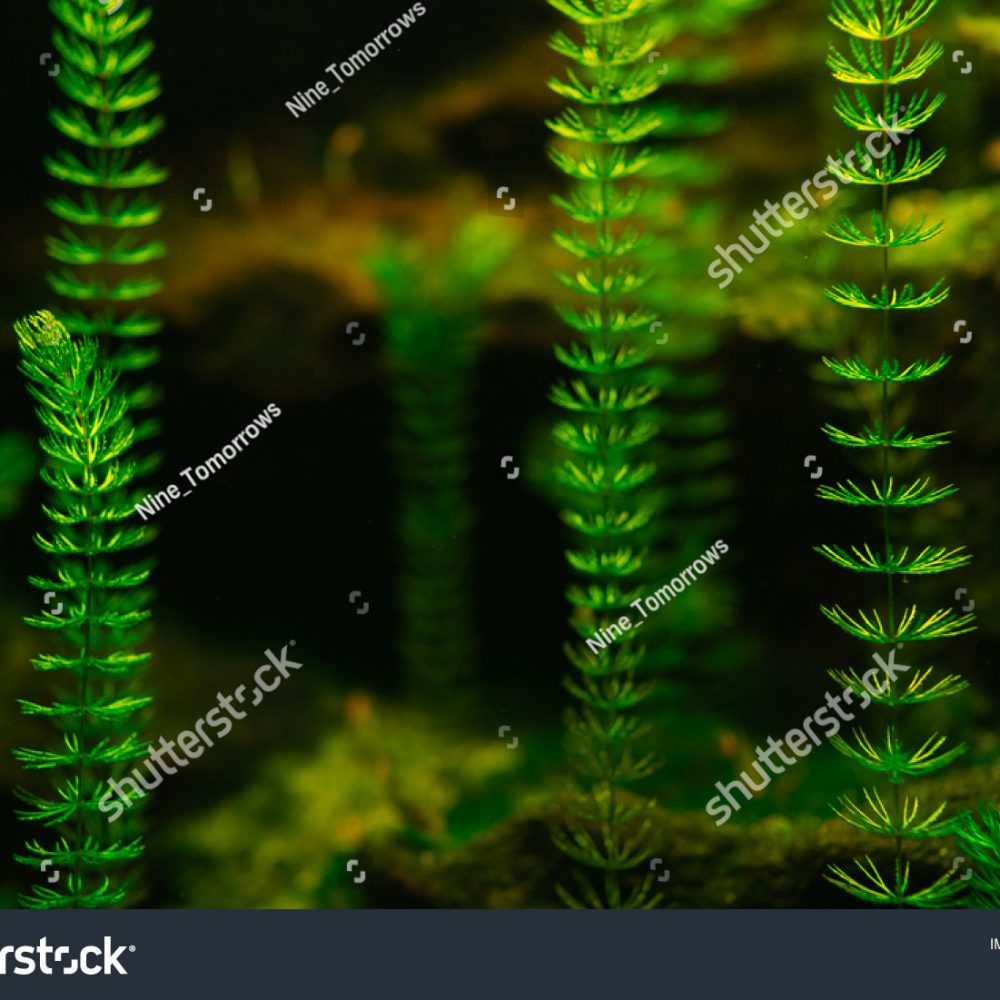 nature-aquatique-conseil-aquaponie-bon-en-chablais