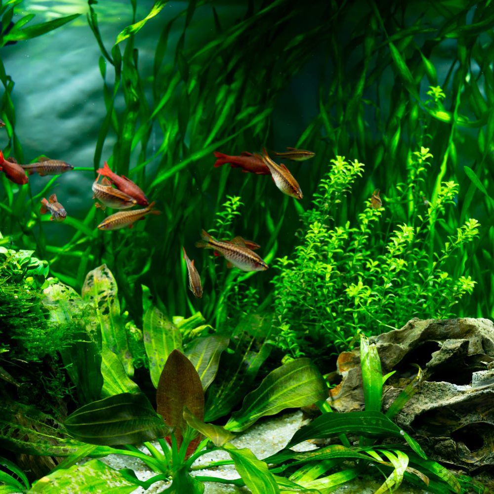 nature-aquatique-vegetation-aquarium-bon-en-chablais