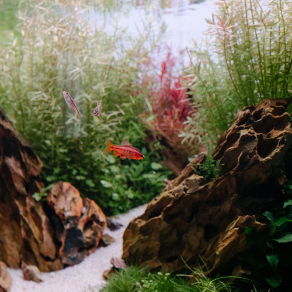 nature_aquatique_thonon_les_bains_poissons