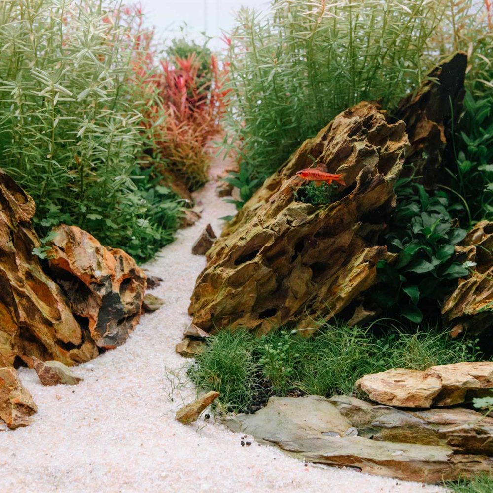 nature_aquatique_thonon_maintenance_aquarium