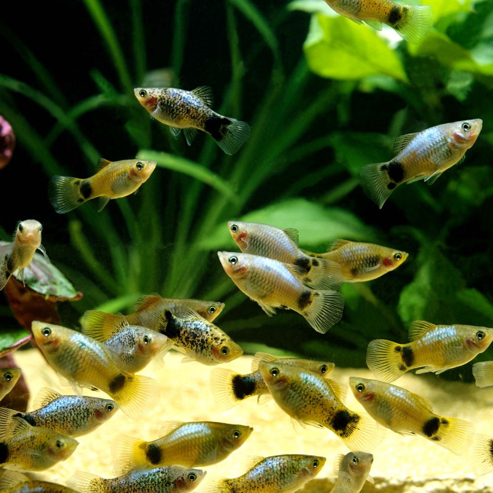 poissons-aquarium-eau-douce-thonon